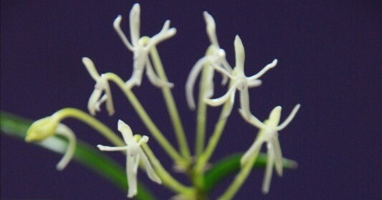 富貴蘭「讃岐甲龍」の花（過去の画像倉庫から）｜KJ Morison