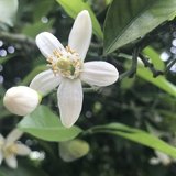 草木の音色 ~植物との交流の日々~