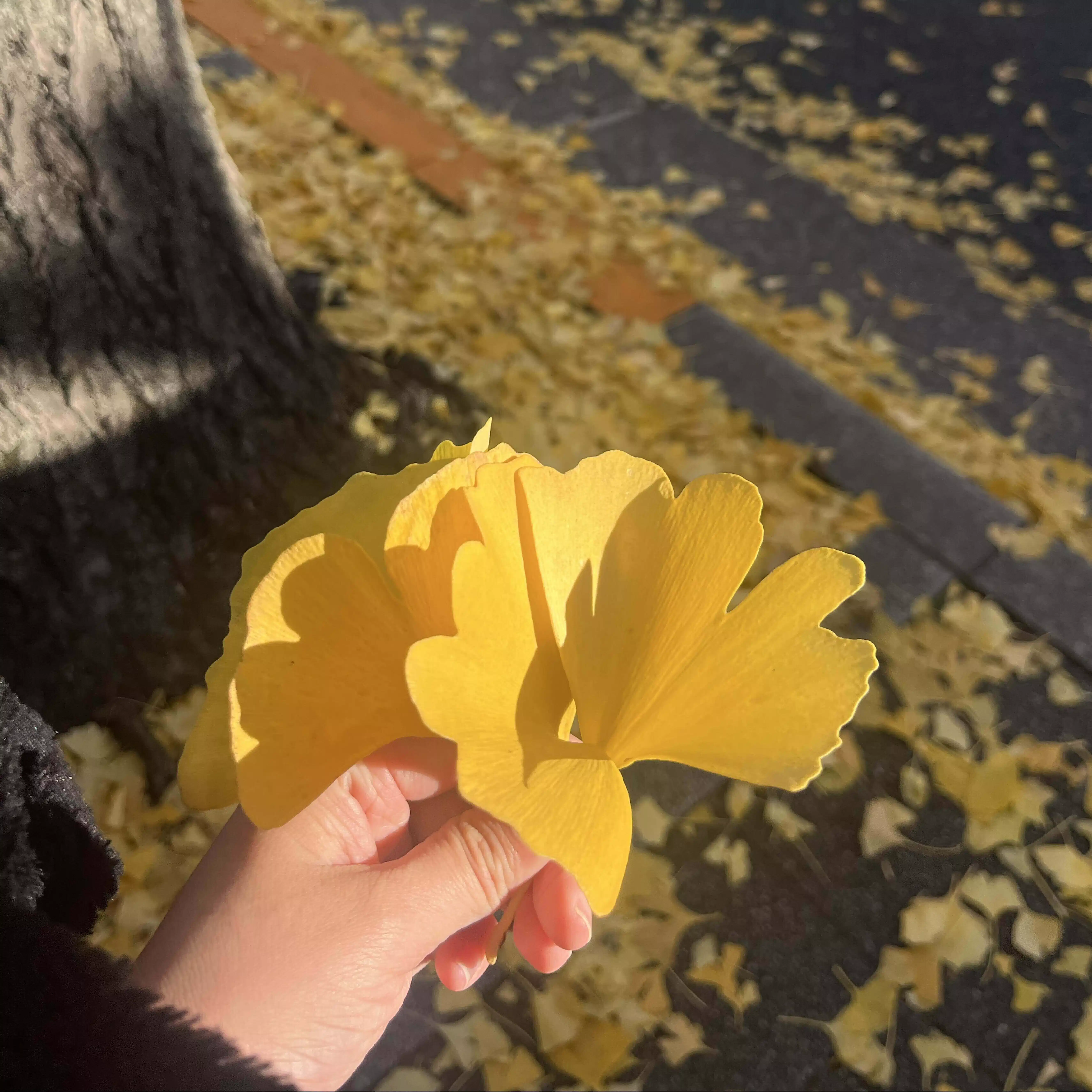 こもれび