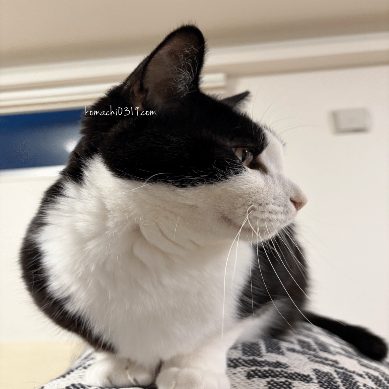 2026年2月21日 朝の猫達｜こまち