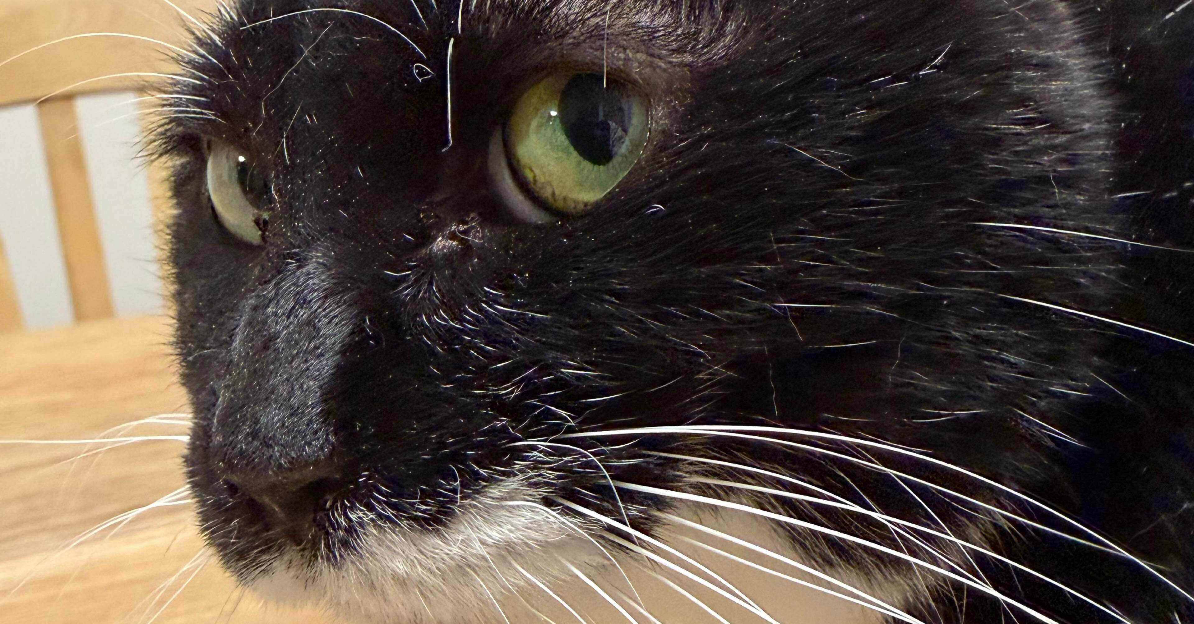 2026年2月21日 朝の猫達｜こまち