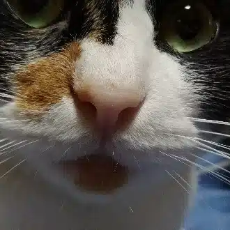 さすけ　みちめぐレイカ
