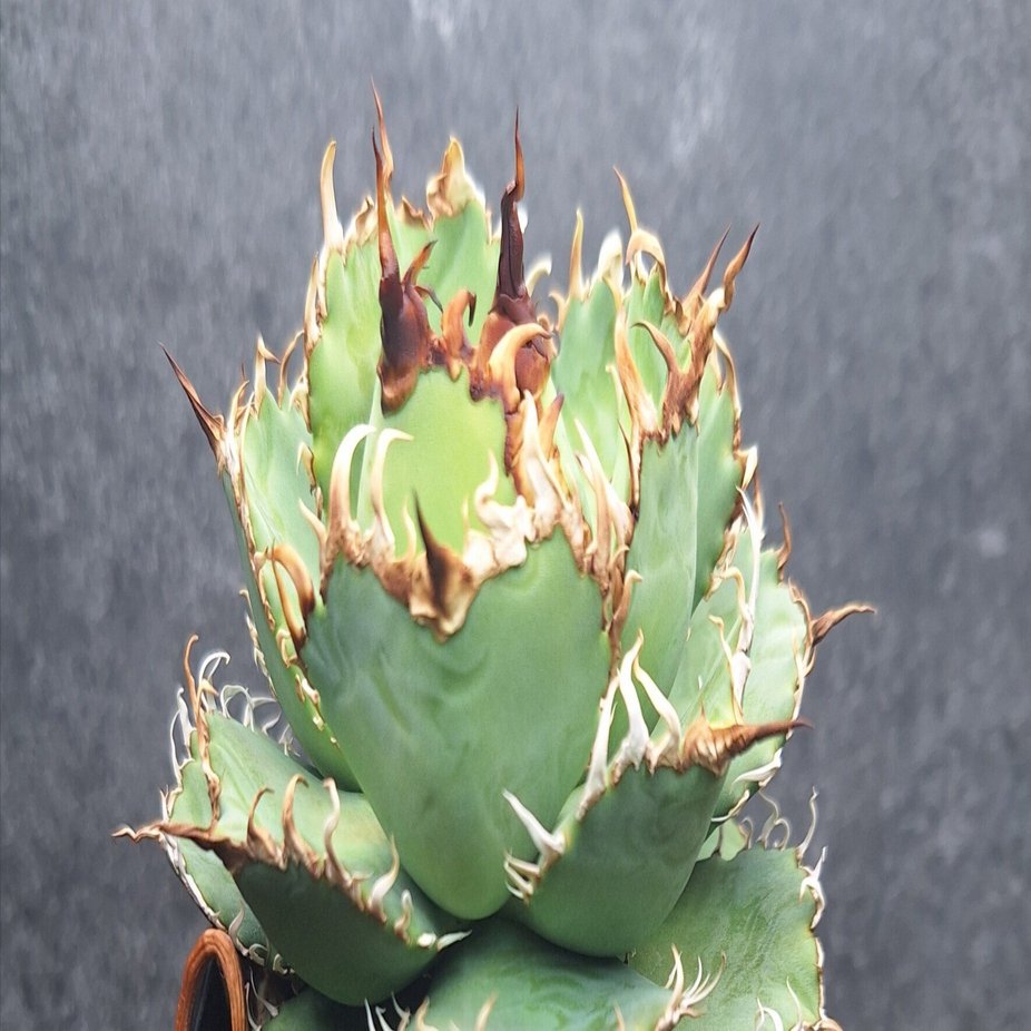 紹介】アガベ フィリグリー｜やるふ YALF ＠アガベ