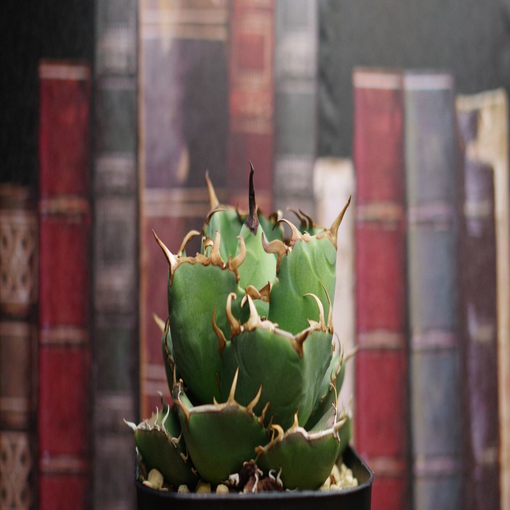 株紹介】アガベ ジャガーノート｜やるふ YALF ＠アガベ