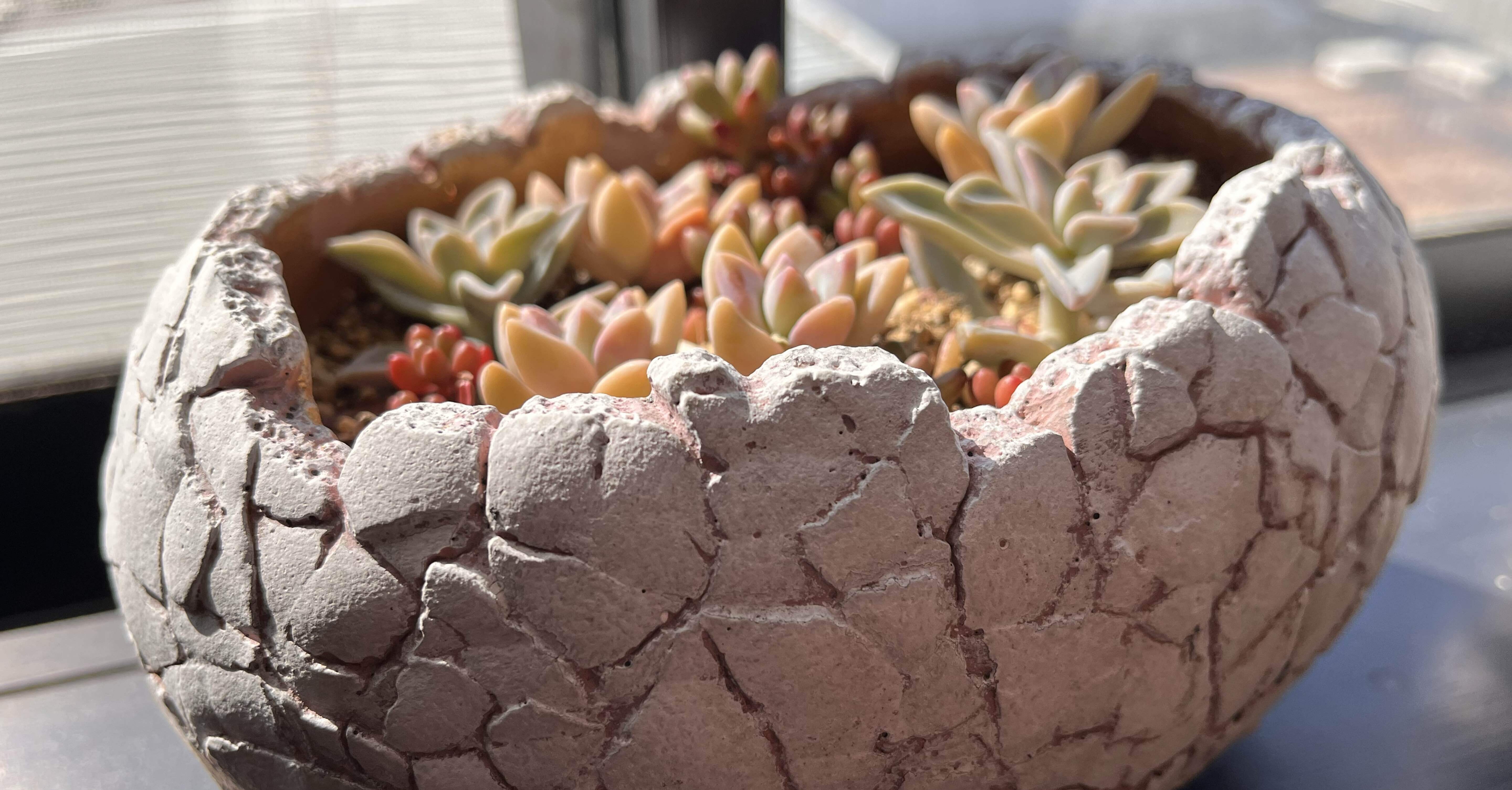 多肉植物に似合いそうな鉢が、いくつか届きました🪴｜zakka_happychoco