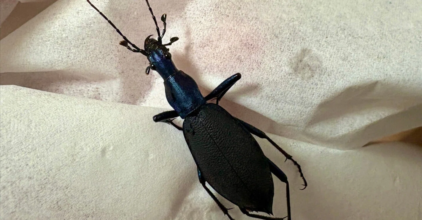 ㉖マイマイカブリ標本作り方｜学生の虫屋