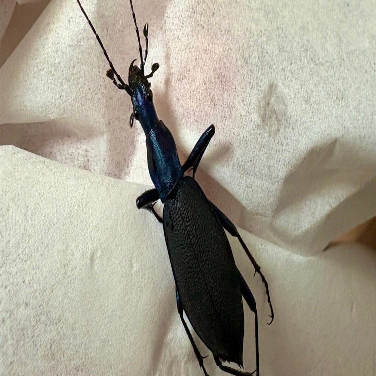 ㉖マイマイカブリ標本作り方｜学生の虫屋