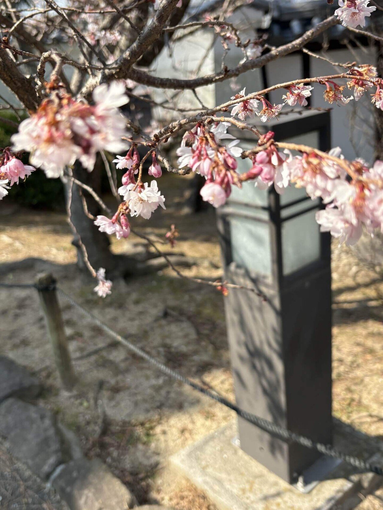 短歌・十月桜｜ユリ 🌿🌿