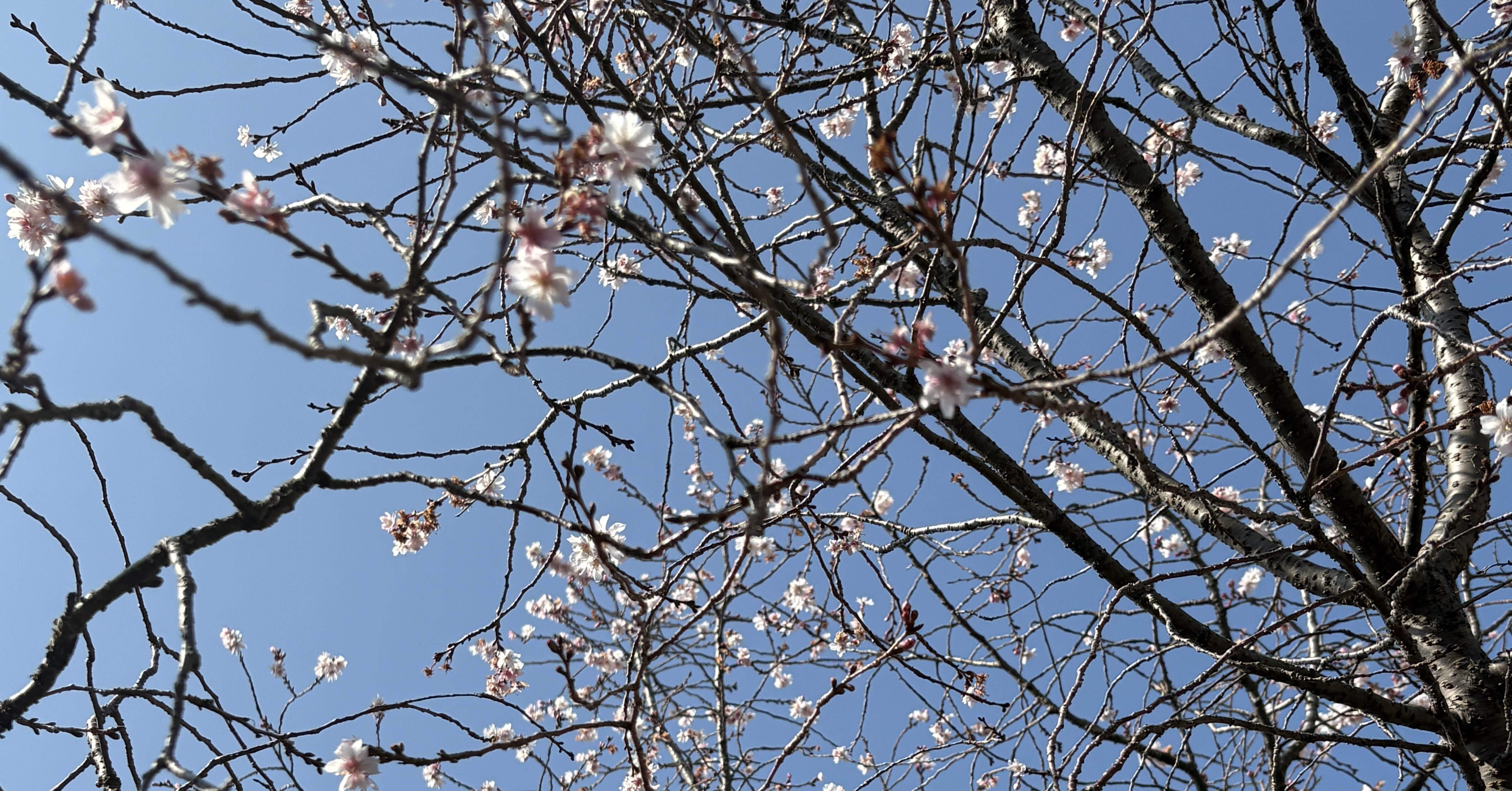 短歌・十月桜｜ユリ 🌿🌿