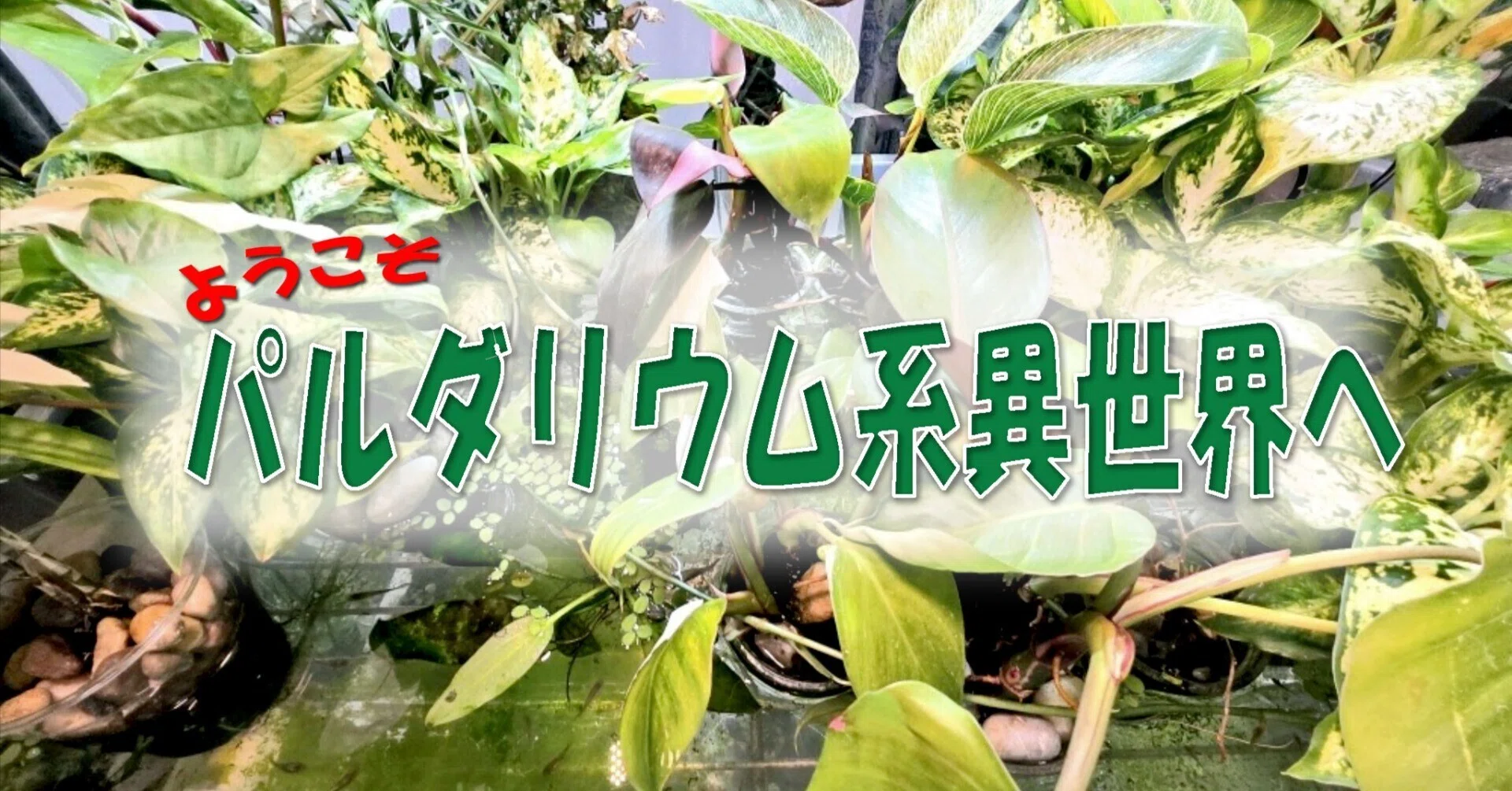 ホンコンシュスラン（Ludisia discolor）曙中斑｜ポチョムキン卿