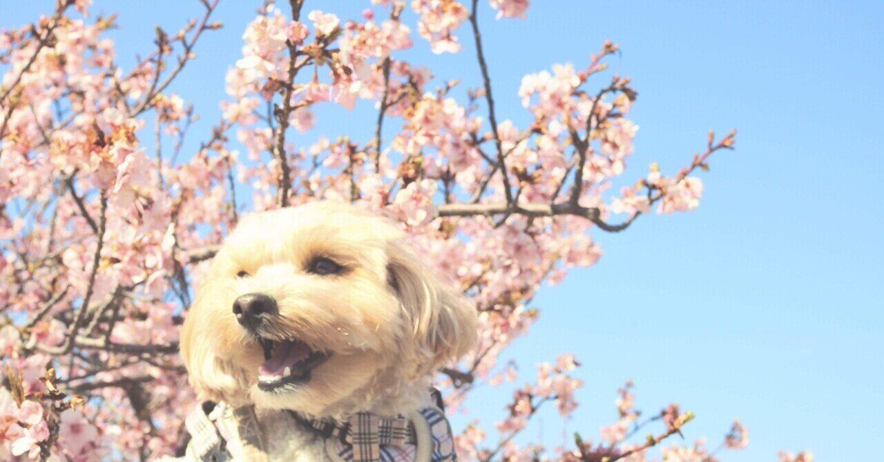 河津桜🌸┊︎photo📷´-｜orange