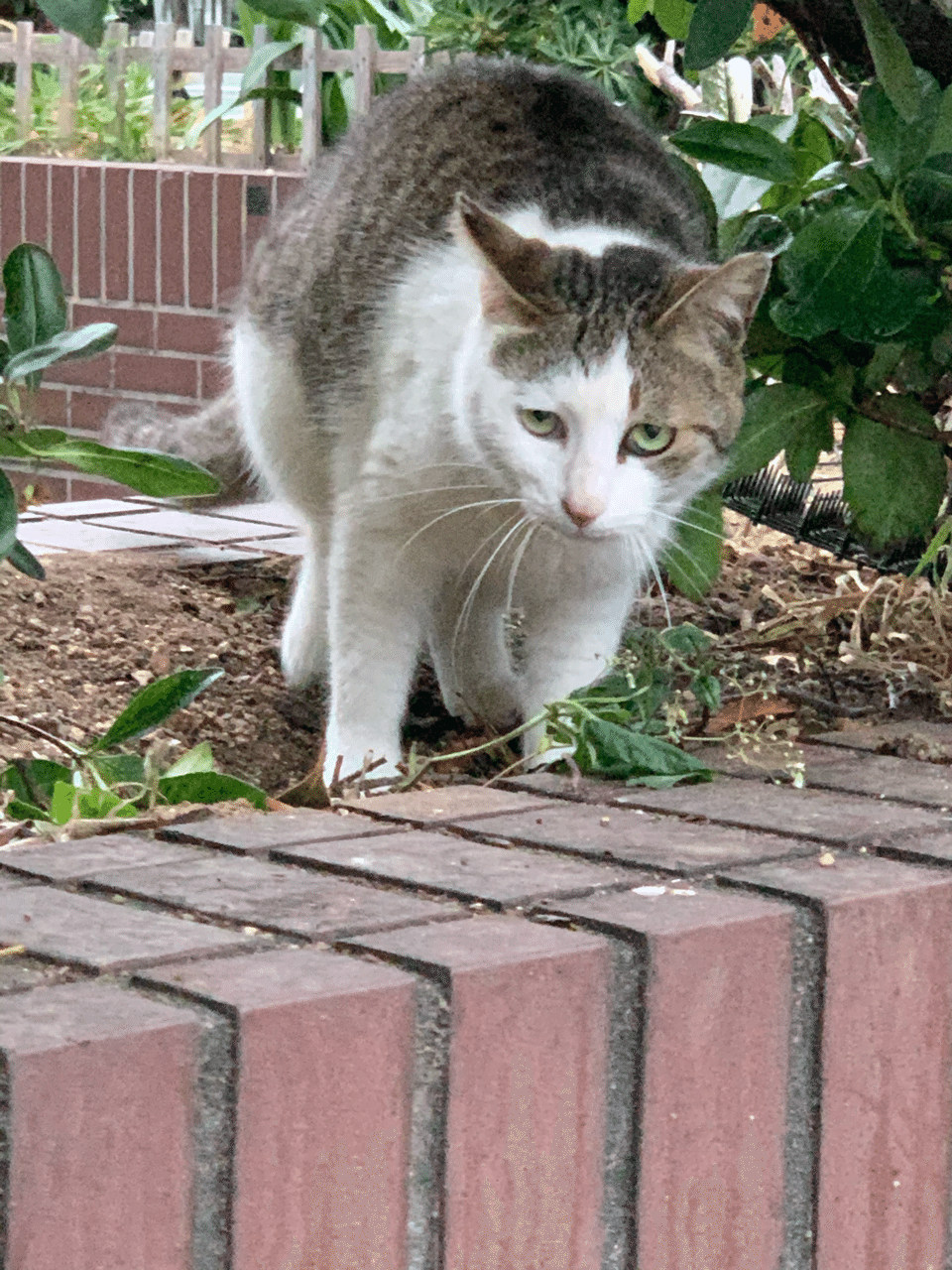 0510 今日のにゃんこ Nakagaki Note