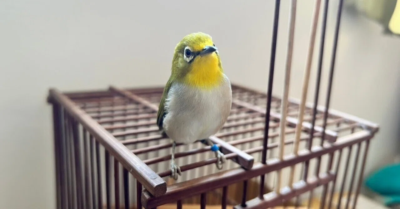 え、メジロって飼えるの？」台湾でメジロを預かって驚いた！｜葉（よう