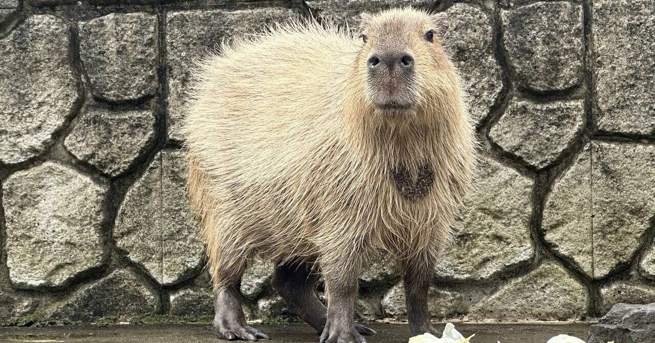 カピバラのギバ♀が死亡しました｜那須どうぶつ王国公式note