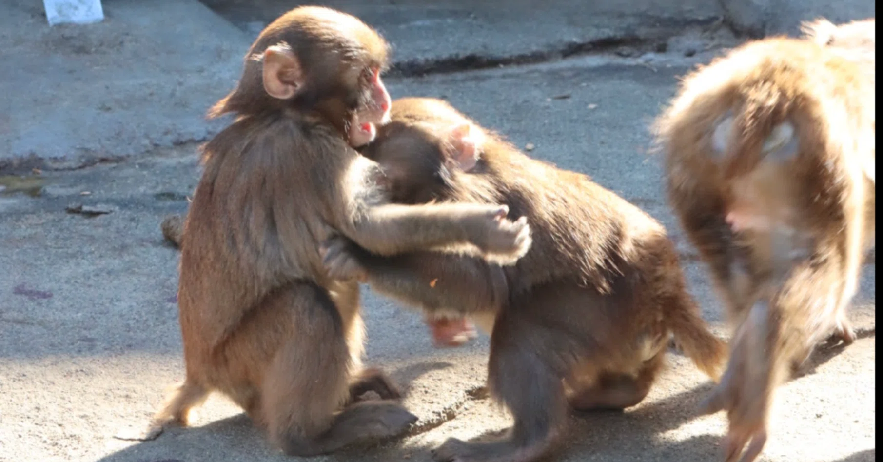 人も猿も霊長類だけど社会構造は種それぞれ｜あきたはるな
