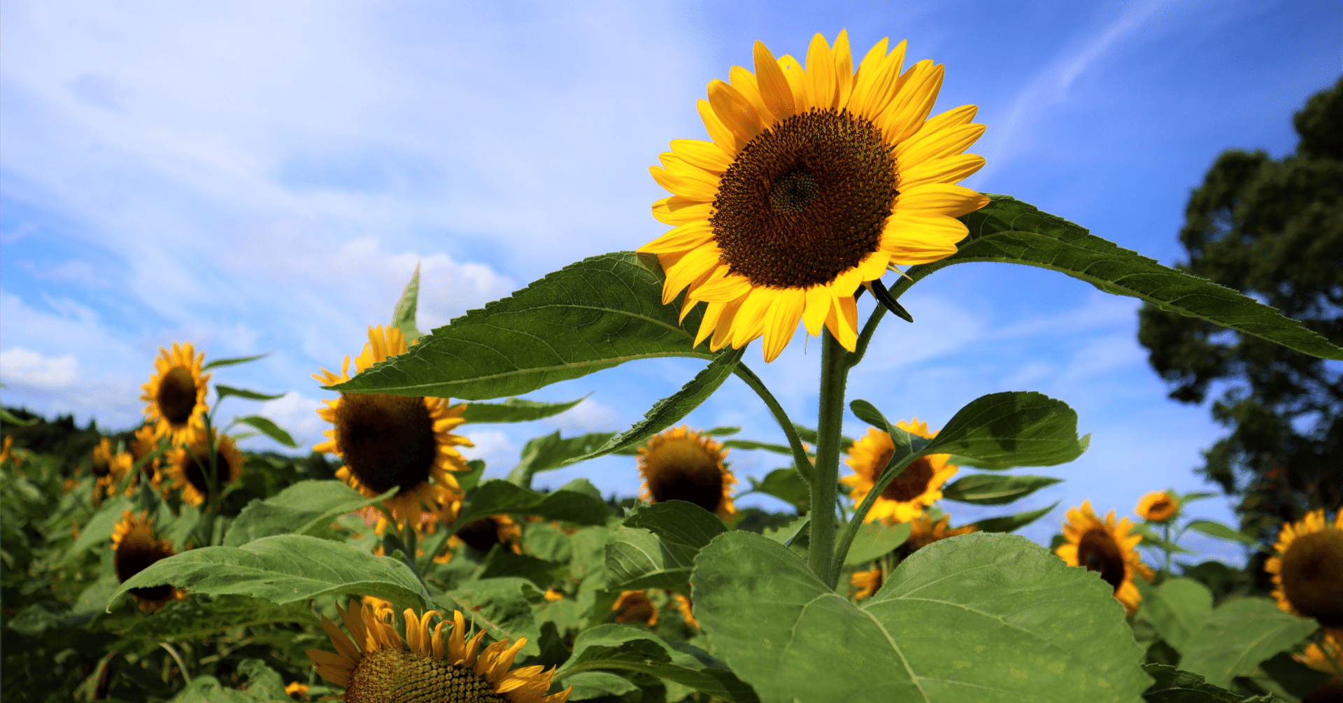 終わらない夏の向日葵〜季節はずれの花たち②｜YURIKAGO
