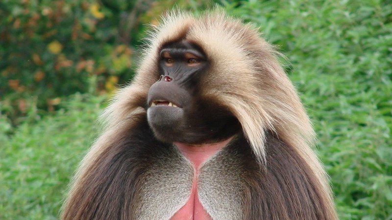 ゲラダヒヒの進化に想いを馳せる あっすん Note ゲラダヒヒの進化に想いを馳せる あっすん Note