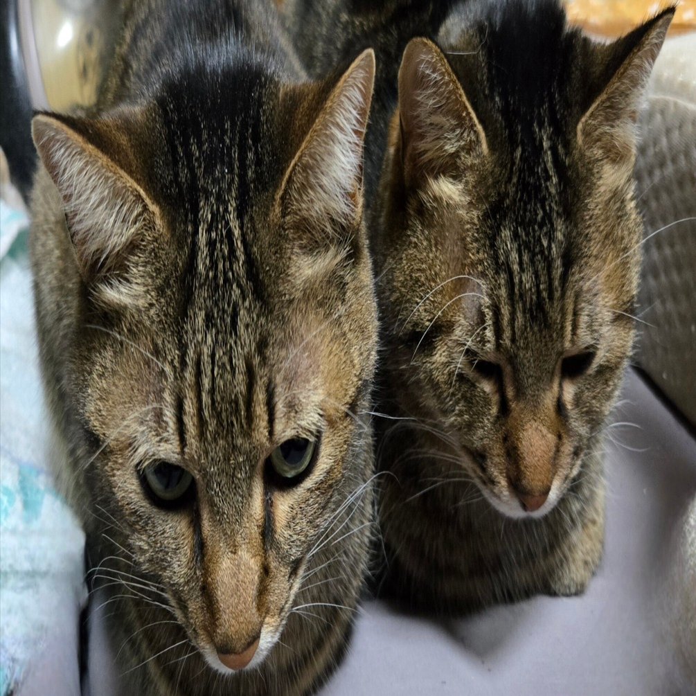 今日は仲良しそらうみ姉妹｜Dolphin-Kicks