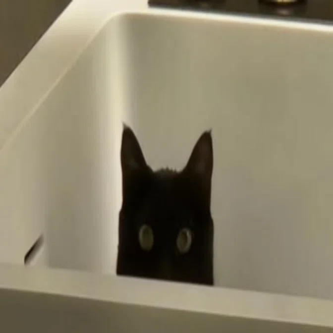 くろねこが好きなしろねこ｜しろねこ