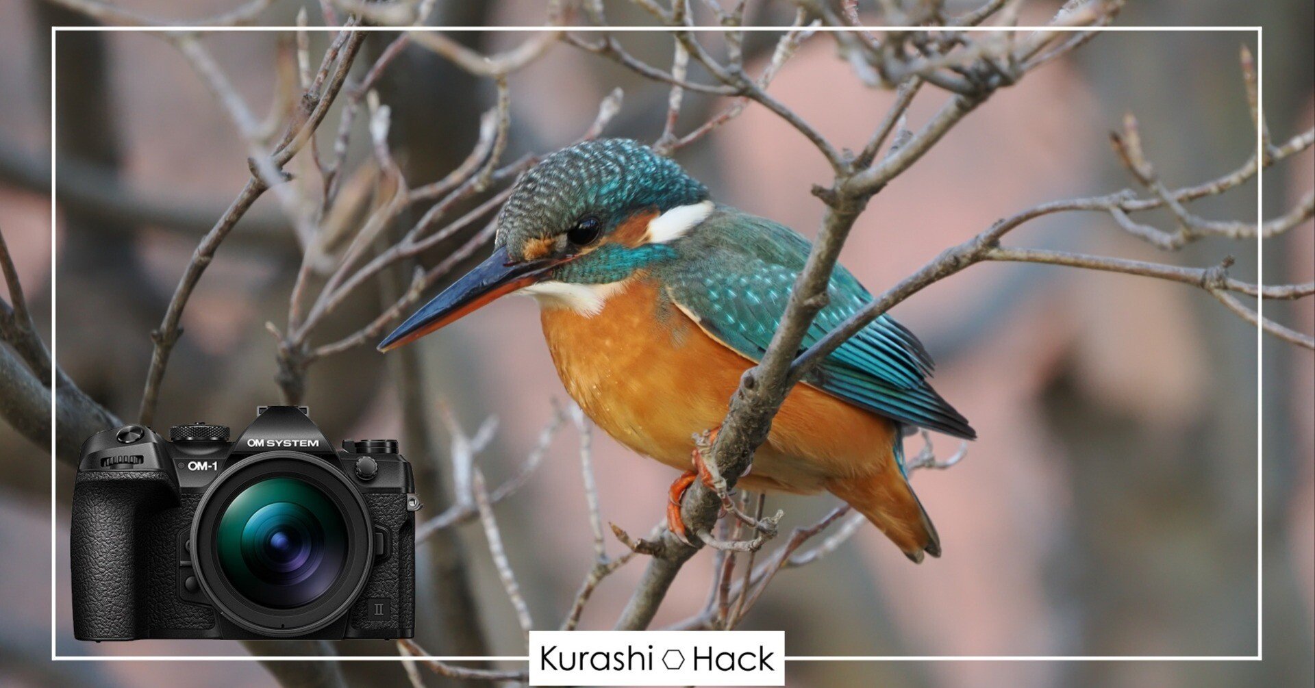 見た人を一瞬で虜にする『カワセミ』という野鳥【OM-1 Mark II + 100