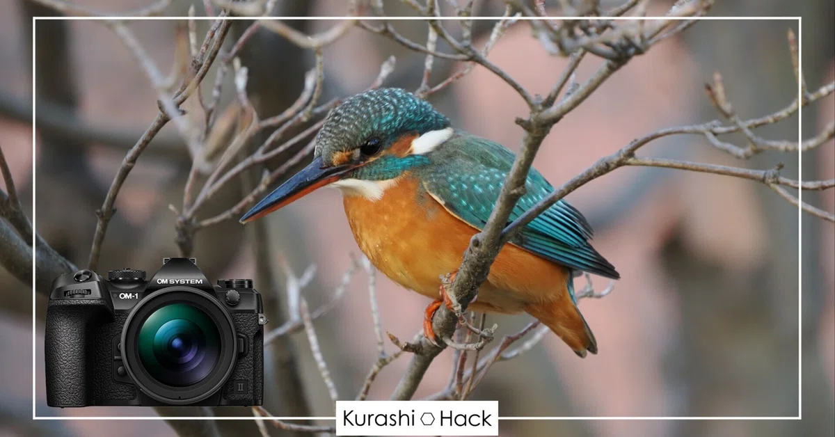 見た人を一瞬で虜にする『カワセミ』という野鳥【OM-1 Mark II + 100