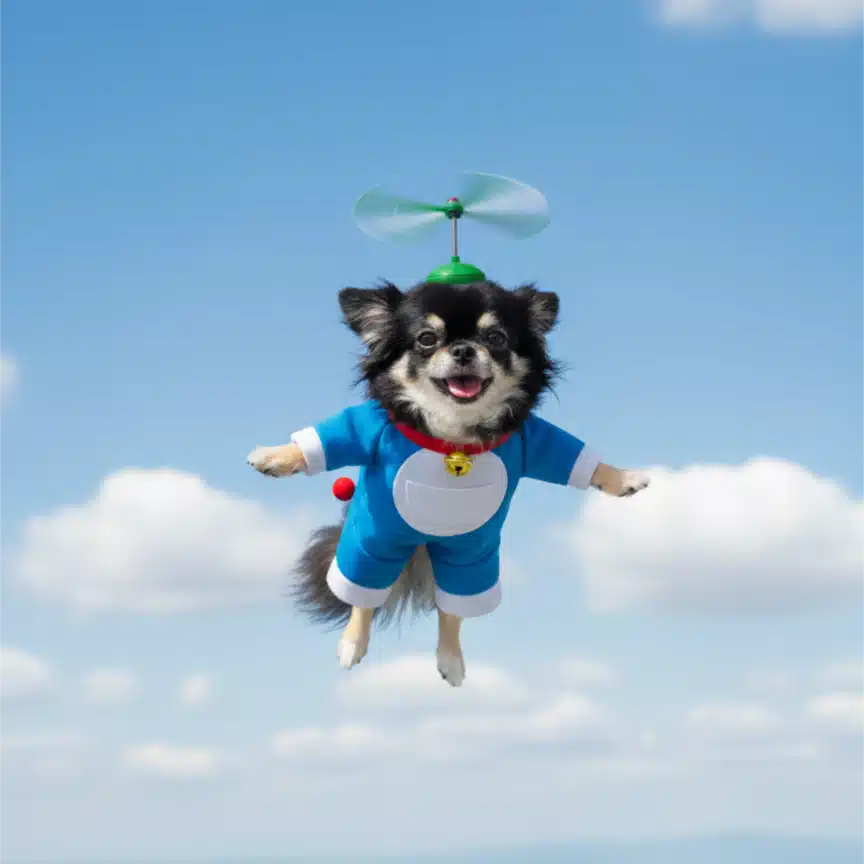 DKちわわず