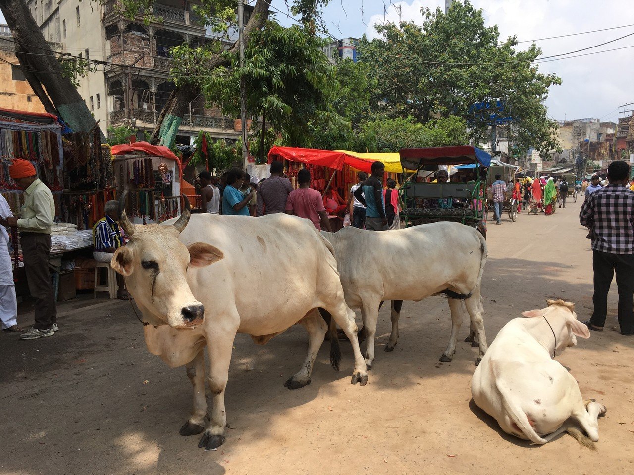 聖なる野良牛 Yo Note