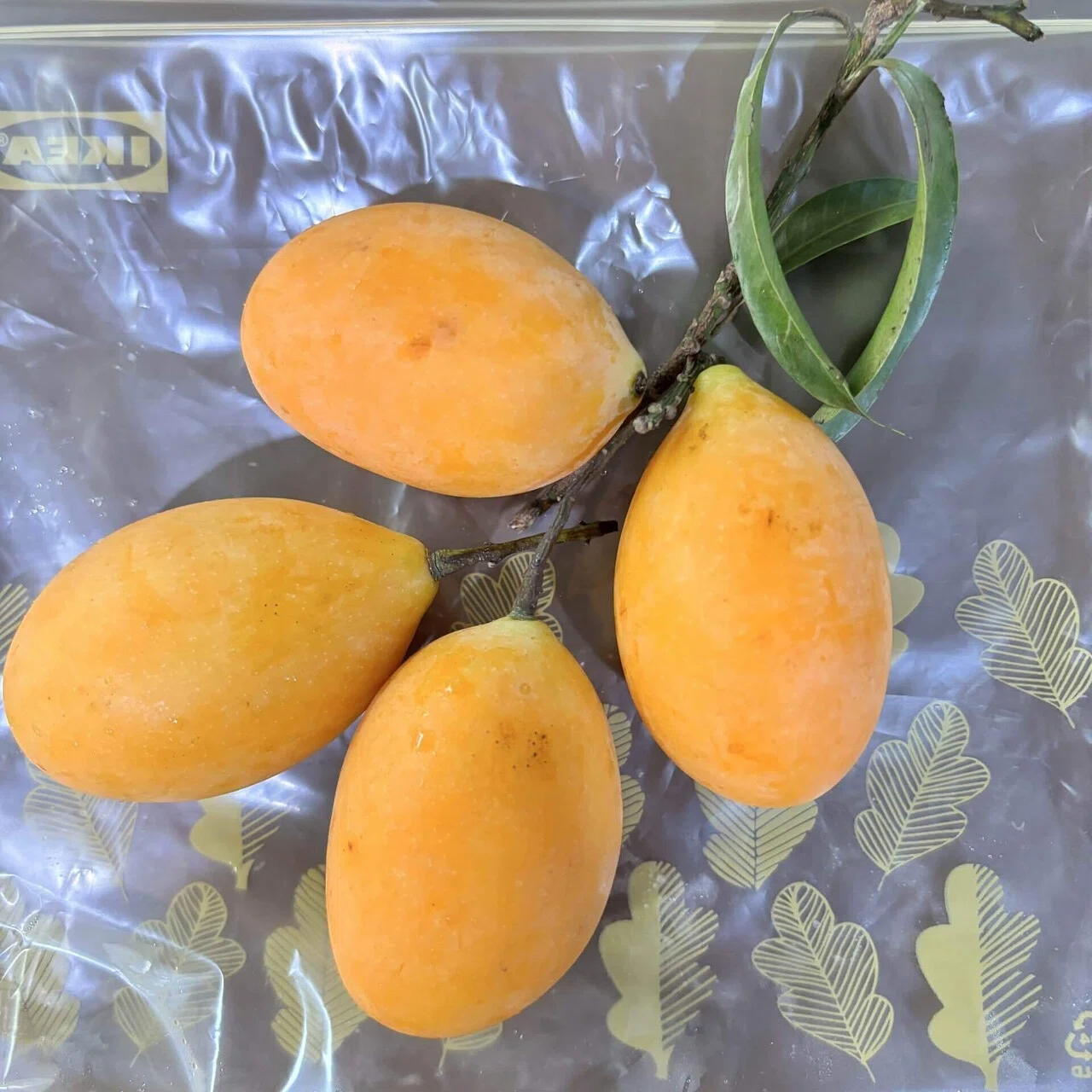今が旬！タイのフルーツ「マヨンチット」を食べてみました｜mamori
