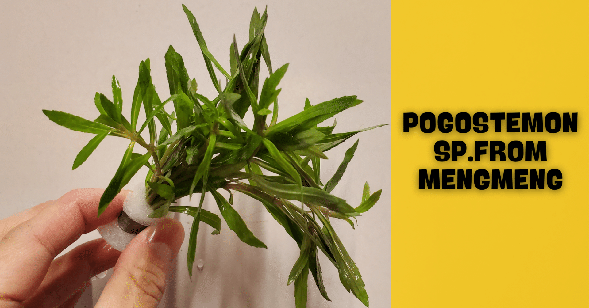 水草のポゴステモン メンメンは苔テラリウムに使えるのか｜moss