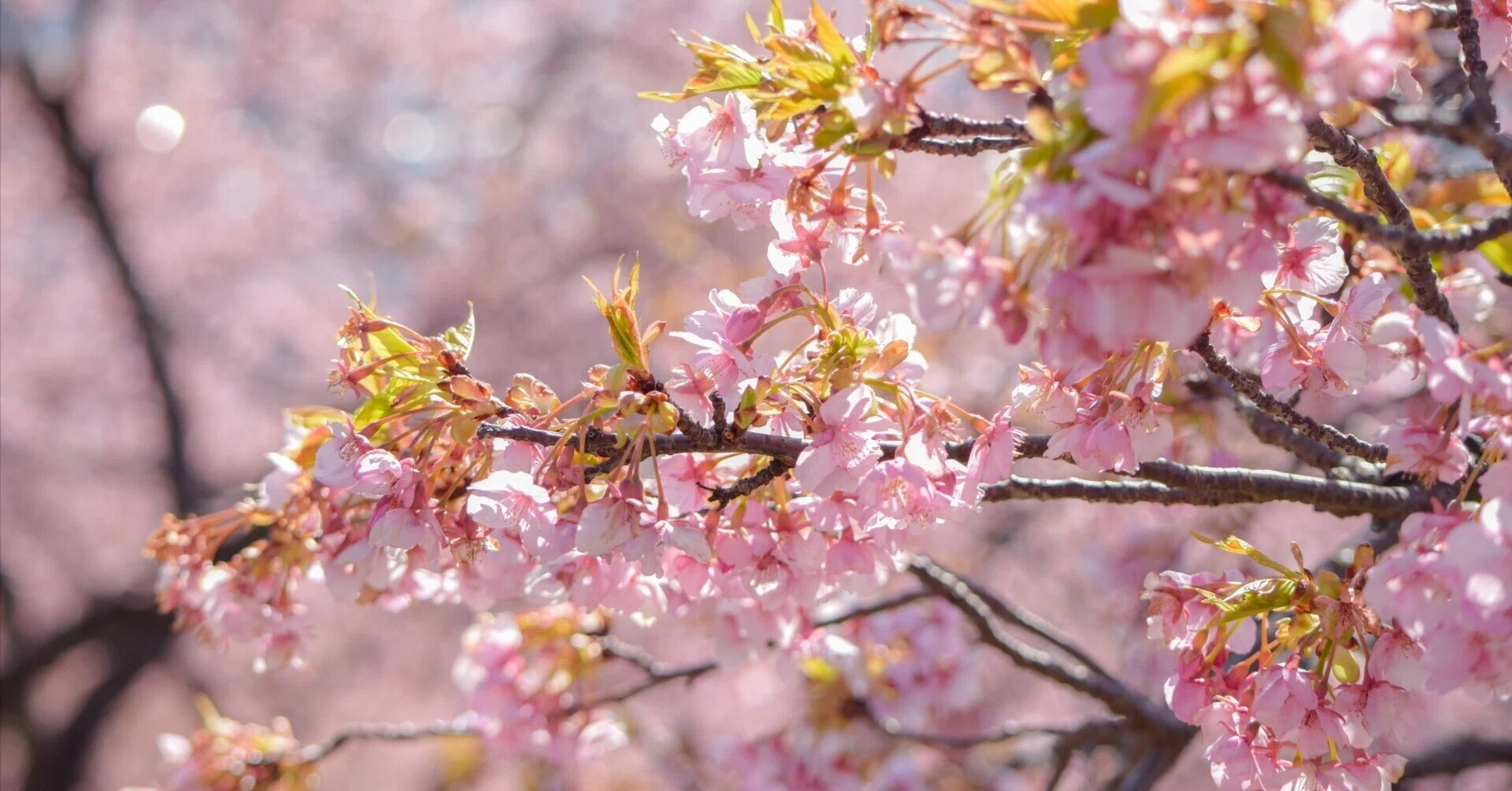 河津桜を見にいきたい！片道3時間の突発1人写真撮影｜まつだ桜まつり