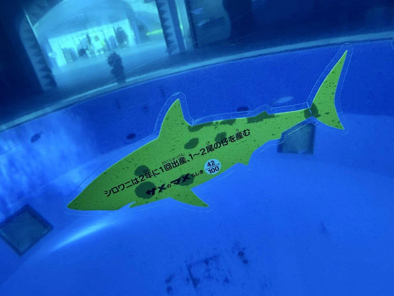 Yokohama Hakkeijima Sea Paradise | Shark Ocean and Ever-Changing