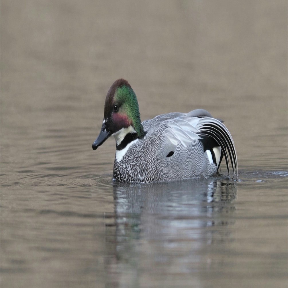 里池のカモたち｜大塚敏之｜星野リゾート