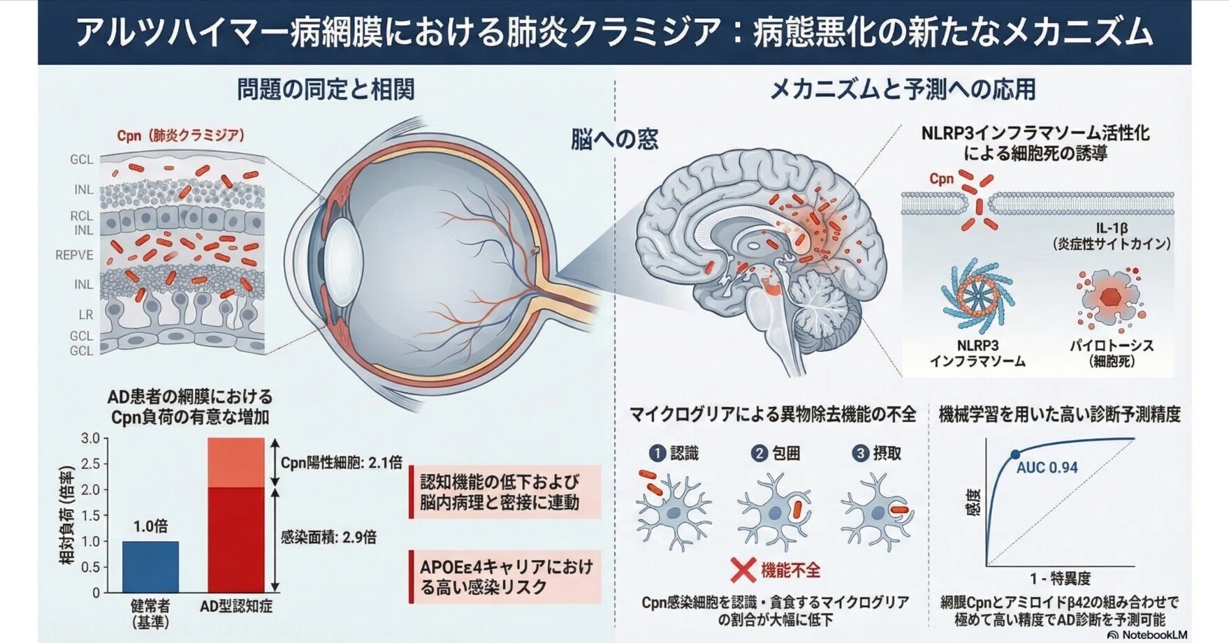 肺炎クラミジアによるアルツハイマー病増幅メカニズムの解明;網膜