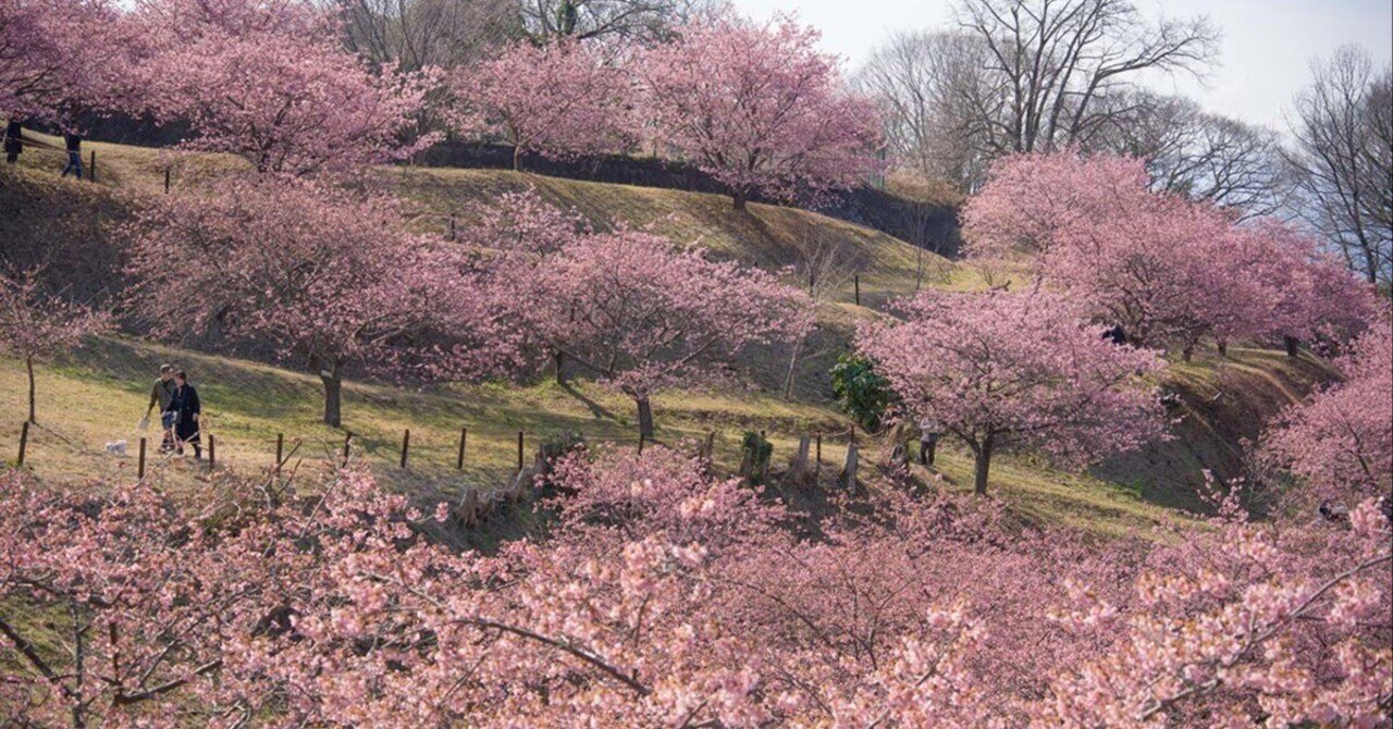 再訪】おおいゆめの里の早咲き桜 | α7V + SIGMA 20-200mm F3.5-6.3