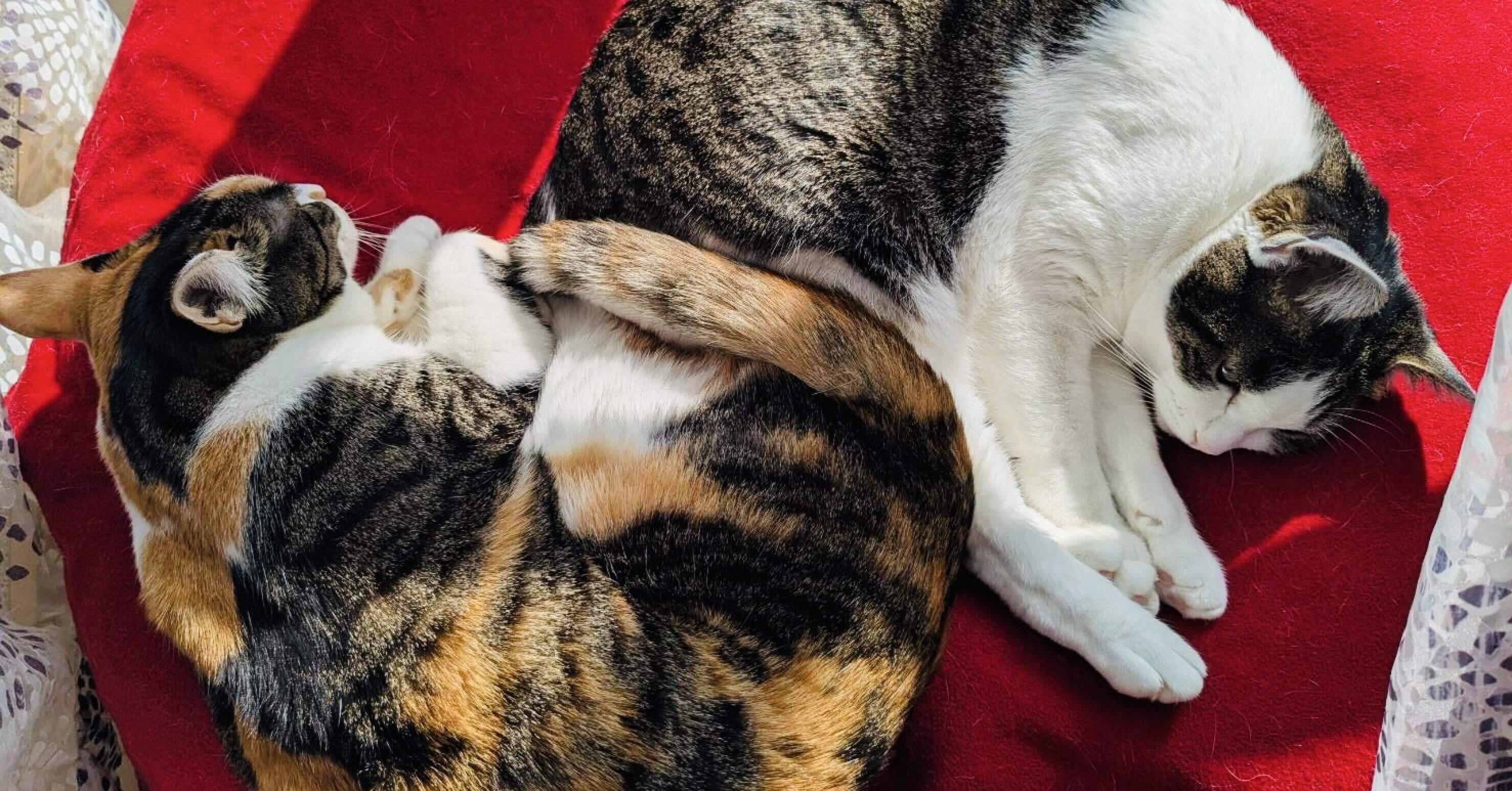 今日の1分喜びseed➕猫｜猫の日に、自分を褒めてみた。｜2026/2/22｜翠