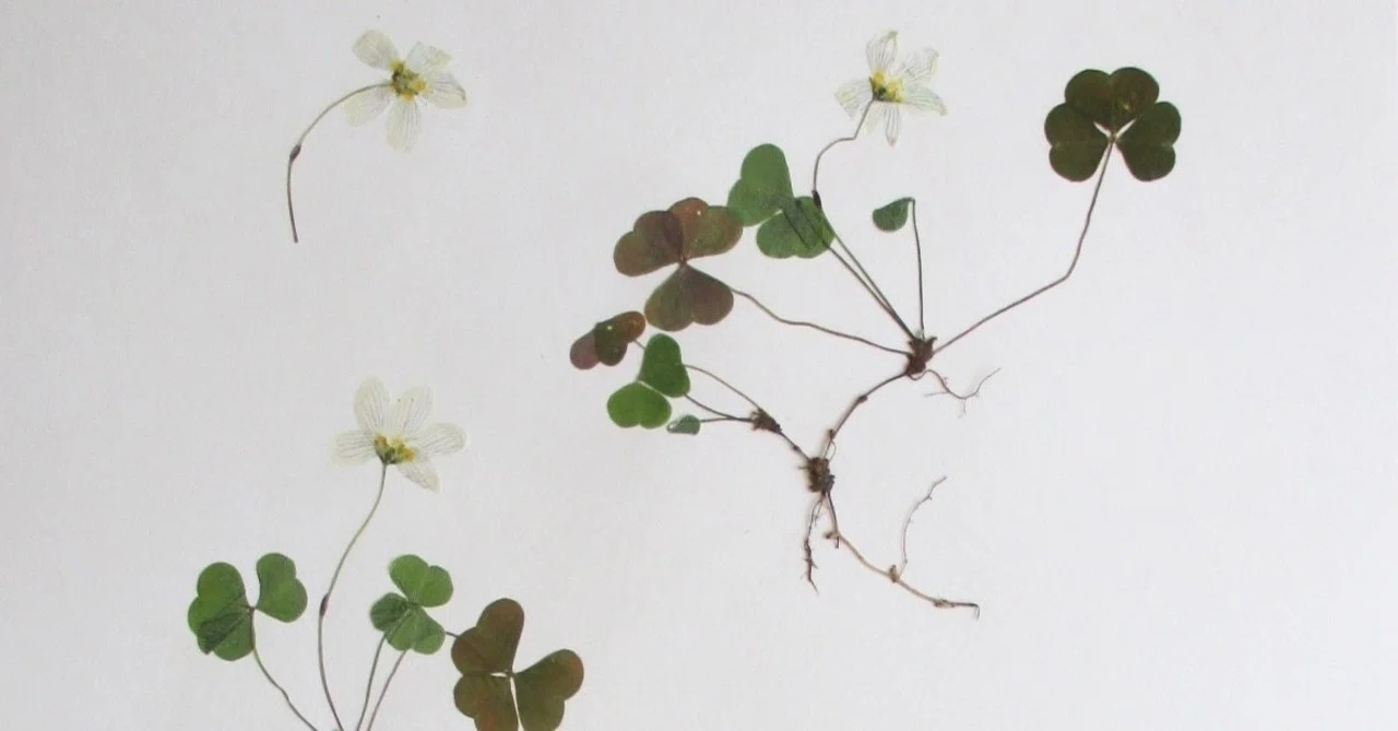 Make your own herbarium: 自分の植物標本誌をつくる｜Haruka Yazaki