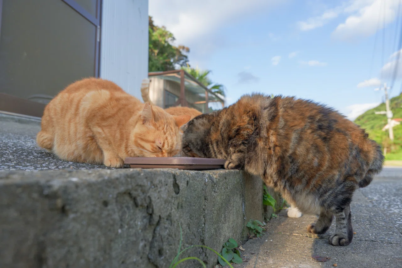 猫の日に寄せて｜島民11人とねこ60匹の離島「深島」｜でぃーぷまりん