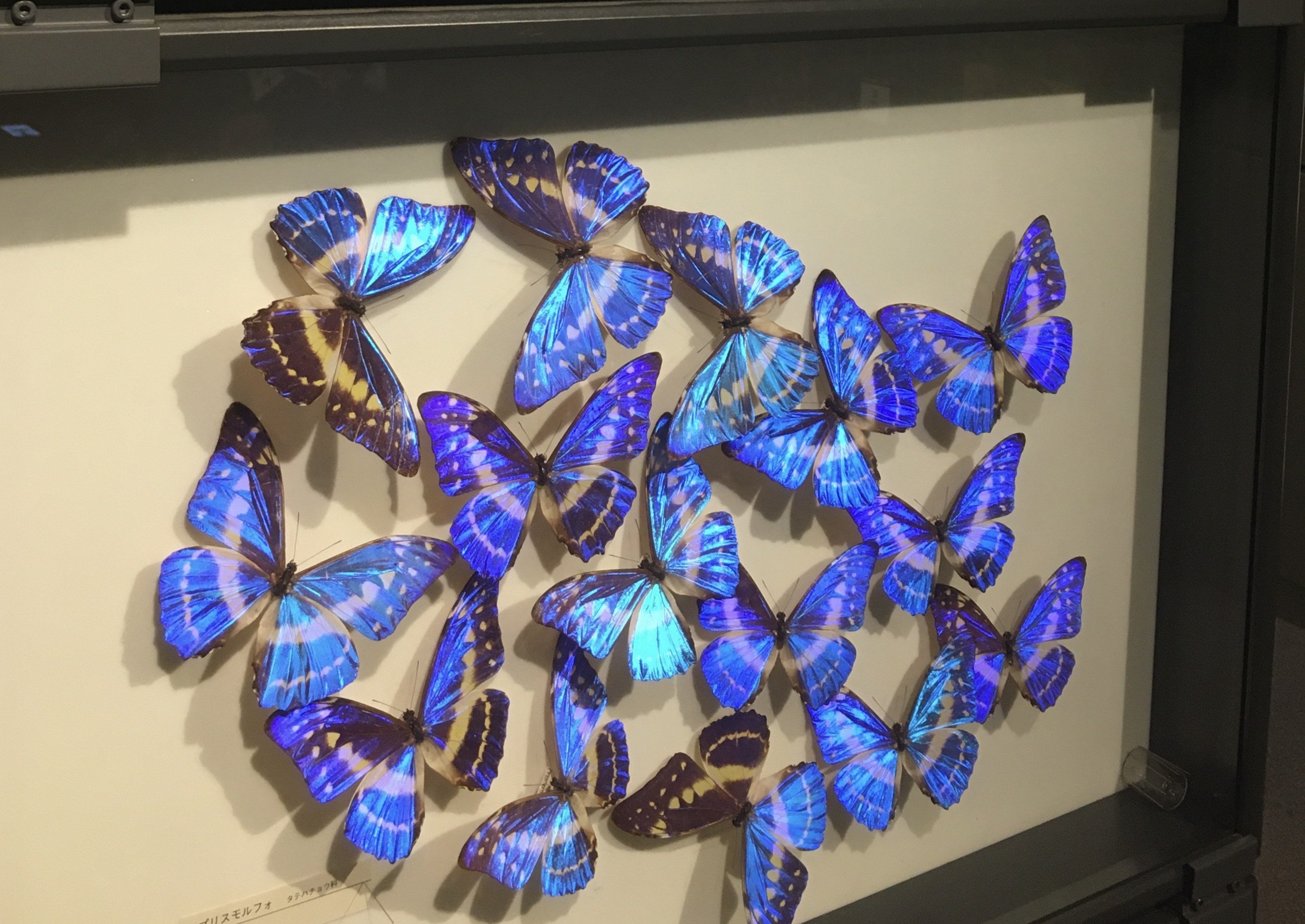 741a14453fd77f6b9959a85ebf2d62