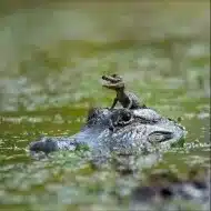 にょろにょろ