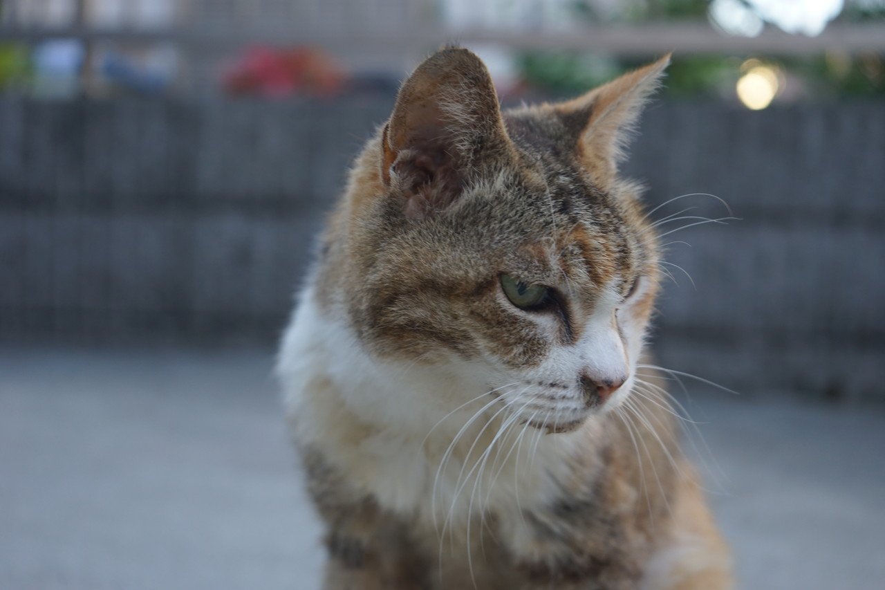 ます ねこ か