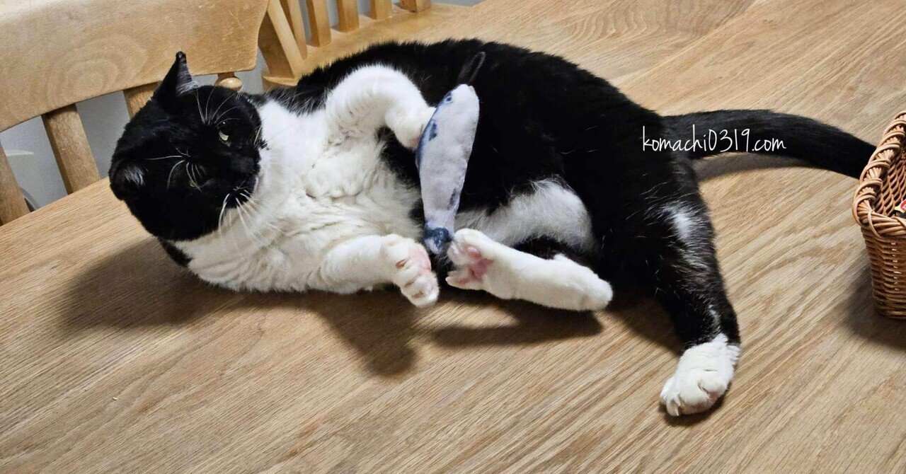 2026年2月22日 朝の猫達｜こまち