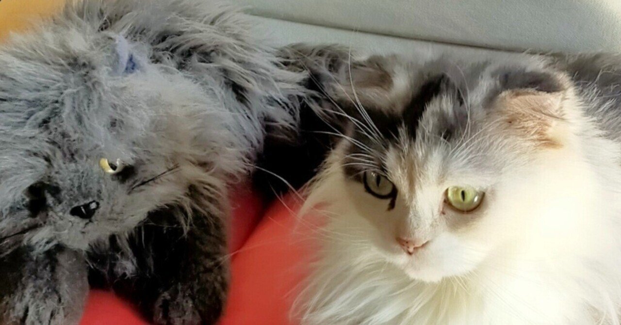 ニャン！ニャン！ニャン！｜PTAかいちょーさん