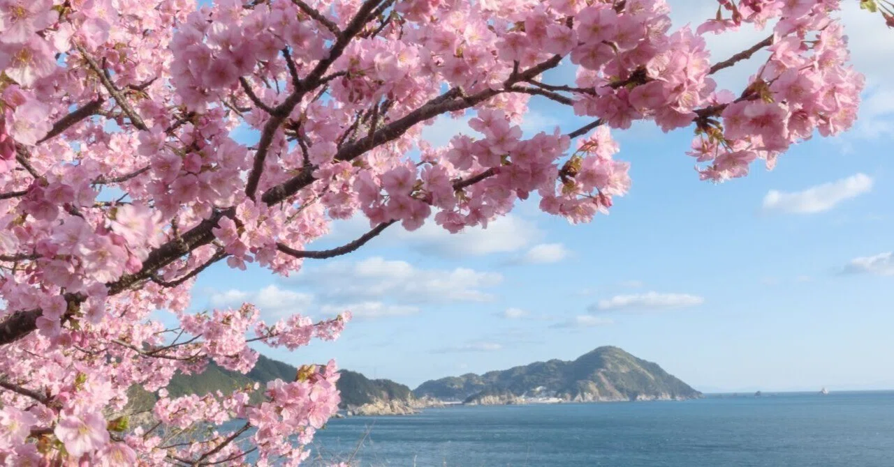 四浦半島河津桜めぐり｜shinya photo