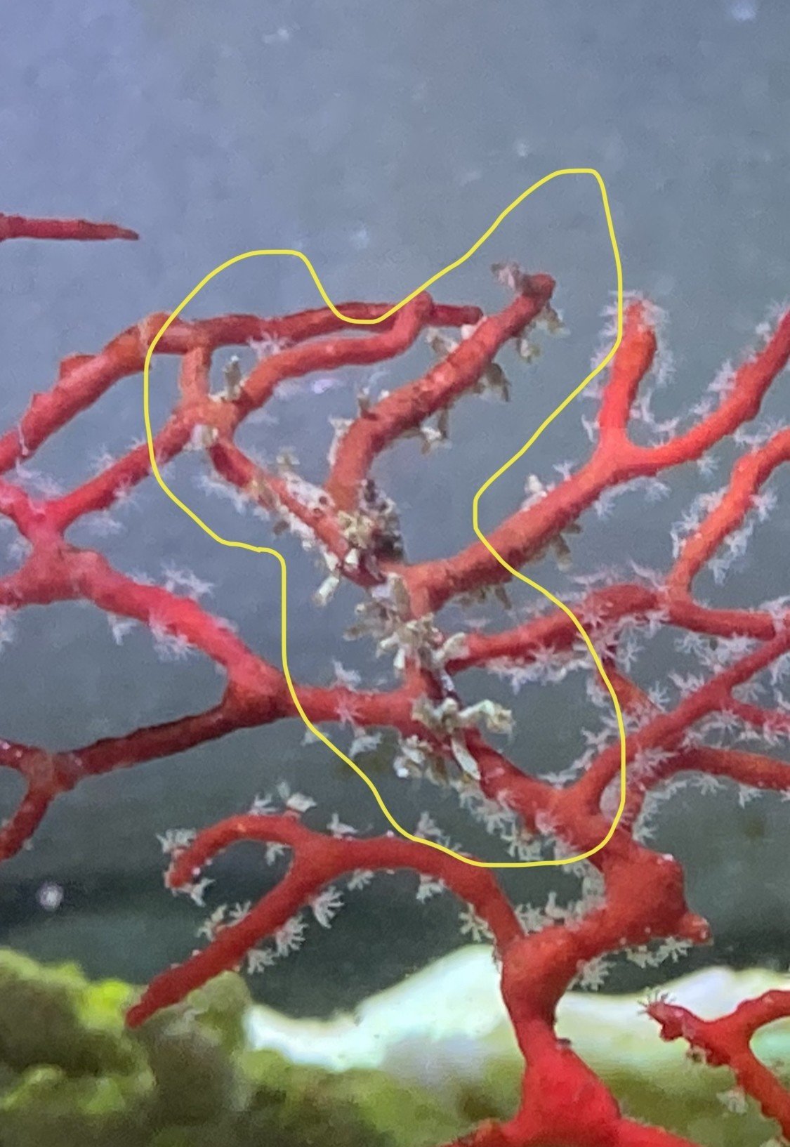 3)赤珊瑚／イソバナ