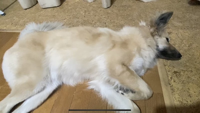 解説動画付き 勝負はたったの5分 犬の心肺蘇生法 ドッグライフサポーター 獅子パパ Note 解説動画付き 勝負はたったの5分 犬の心肺蘇生法 ドッグライフサポーター 獅子パパ Note