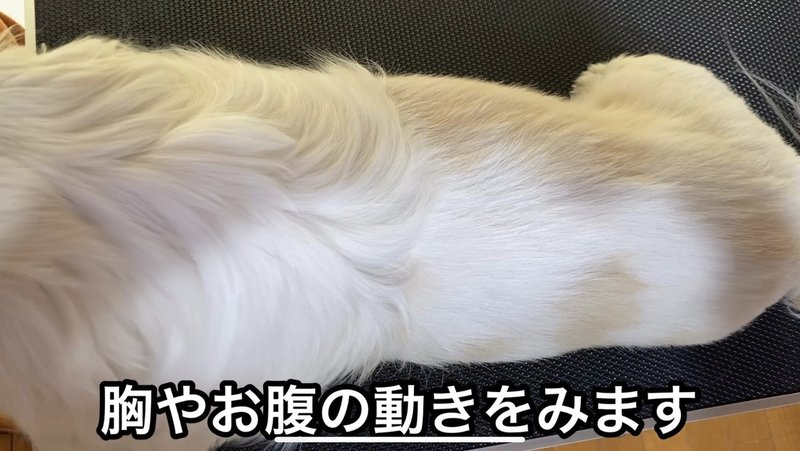 解説動画付き 勝負はたったの5分 犬の心肺蘇生法 ドッグライフサポーター 獅子パパ Note 解説動画付き 勝負はたったの5分 犬の心肺蘇生法 ドッグライフサポーター 獅子パパ Note