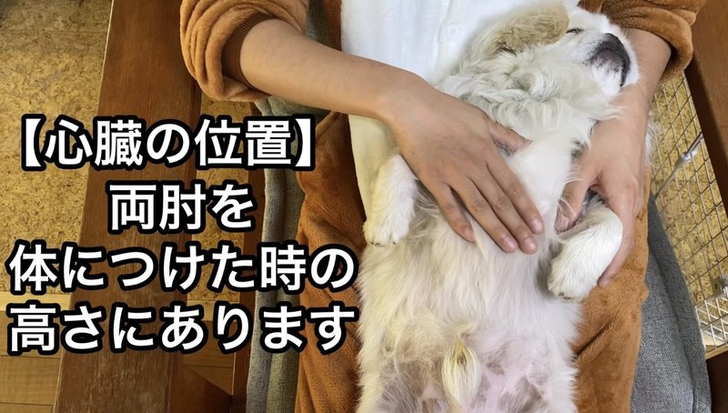 解説動画付き 勝負はたったの5分 犬の心肺蘇生法 ドッグライフサポーター 獅子パパ Note