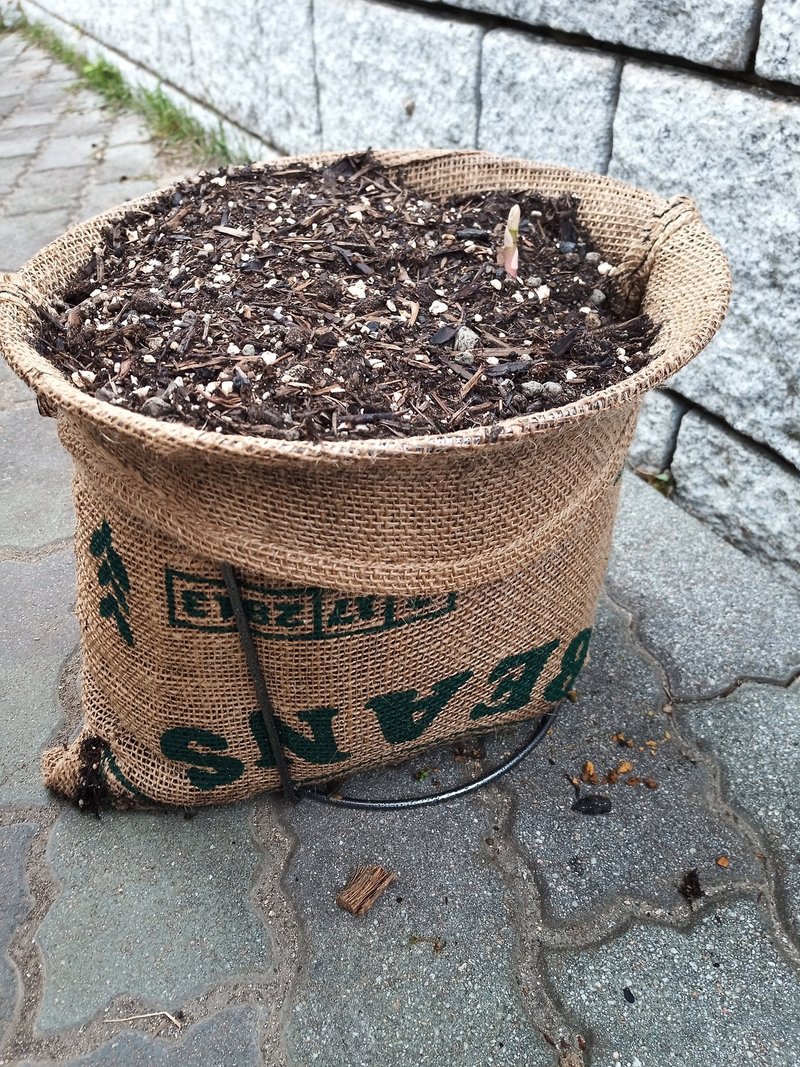 0円 税別 で麻袋植木鉢を作ってみる 諸行 Note 0円 税別 で麻袋植木鉢を作ってみる 諸行 Note