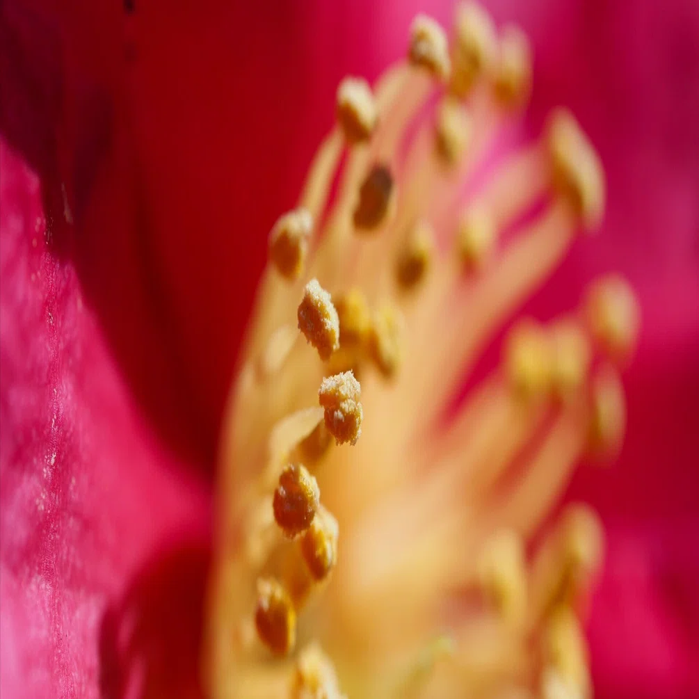 マクロ撮影楽しいm.zuiko digital ed 60mm macro（マイクロフォー