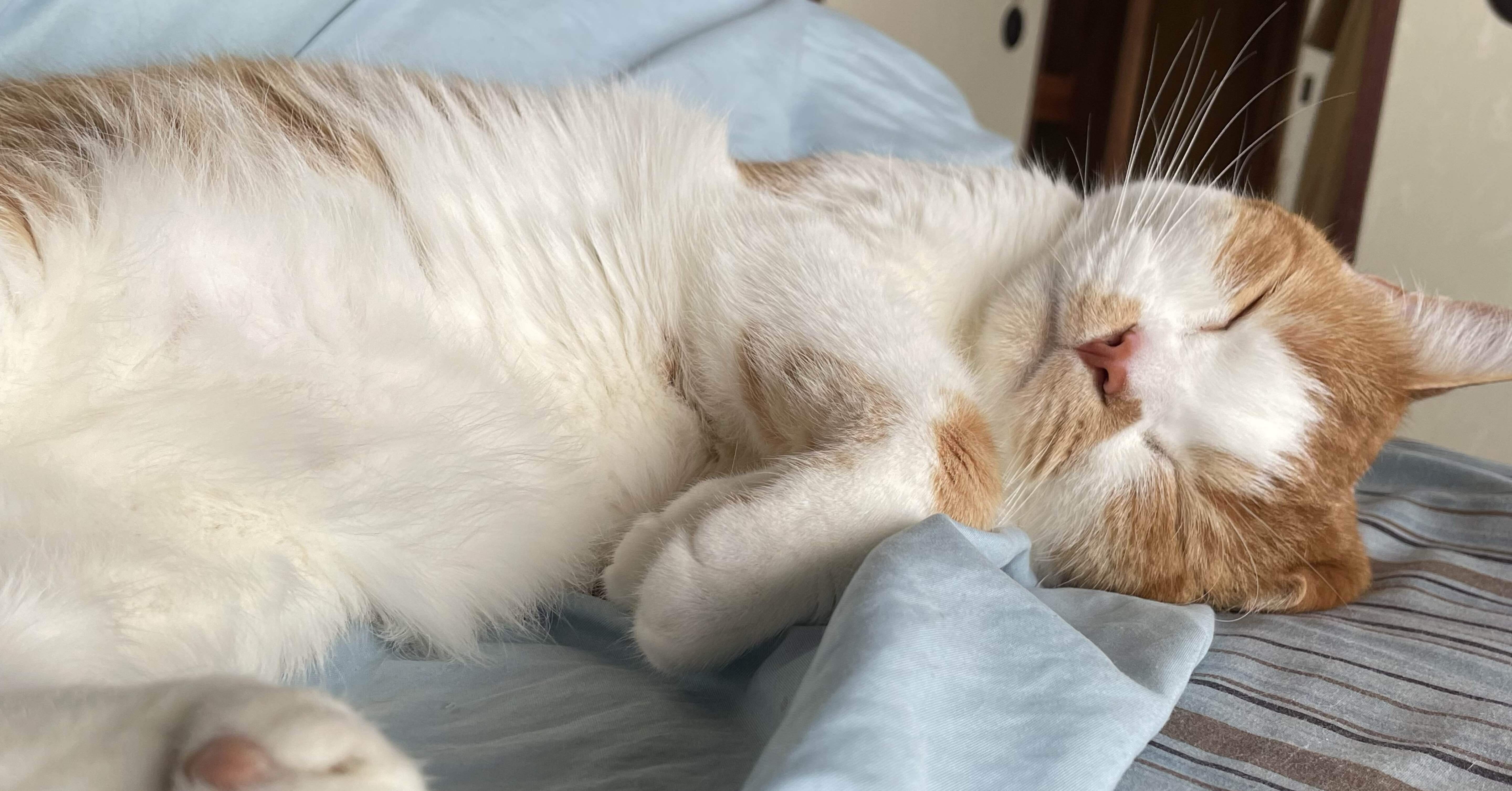 猫の日🐾｜ソラ